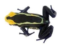 Dendrobates tinctorius 'Cobalt' TADPOLE - Dyeing Poison Arrow Frog