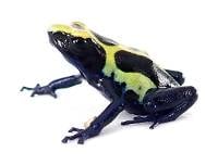 Dendrobates tinctorius 'Green Sipaliwini' F1 (Captive Bred) - Dyeing Poison Arrow Frog