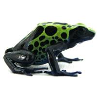 Dendrobates tinctorius 'Green Sipaliwini' (Captive Bred) - Dyeing Poison Arrow Frog