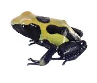 Dendrobates tinctorius 'Nikita' F1 (Captive Bred) | Dyeing Poison Arrow Frog 