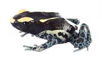 Dendrobates tinctorius 'Powder Grey' F1 | Dyeing Poison Arrow Frog (Captive Bred)