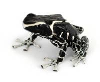 Dendrobates tinctorius 'Vanessa' (Captive Bred) - Dyeing Poison Arrow Frog
