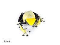 Dendrobates tinctorius 'Yellowback' F1 | Dyeing Poison Arrow Frog (Captive Bred)