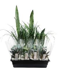 Desert Wholesale Vivarium Plant Bundle (16 plants)