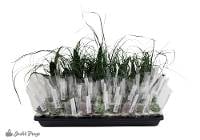 Desert Wholesale Vivarium Plant Bundle (36 plants)