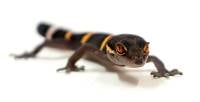 High Color Chinese Cave Gecko (Captive Bred) - Goniurosaurus hainanensis (unsexed)