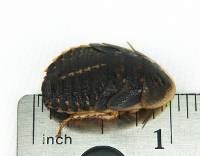 3/4" - 1" Large Dubia Roaches (500 Count)