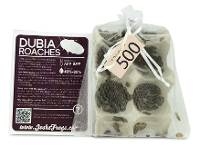 1/4" - 3/8" Small Dubia Roaches (500 Count)