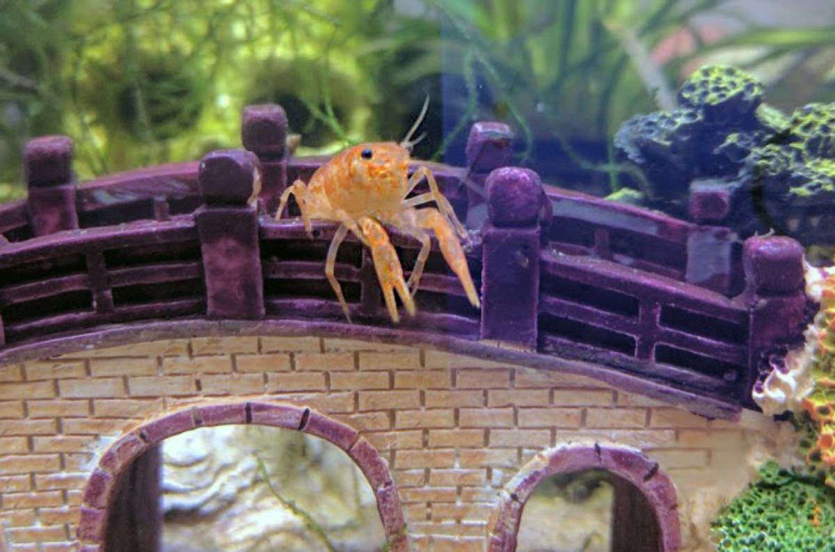 Dwarf crayfish