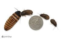 Dwarf Hissing Cockroach (Elliptorhina chopardi) - 10 count