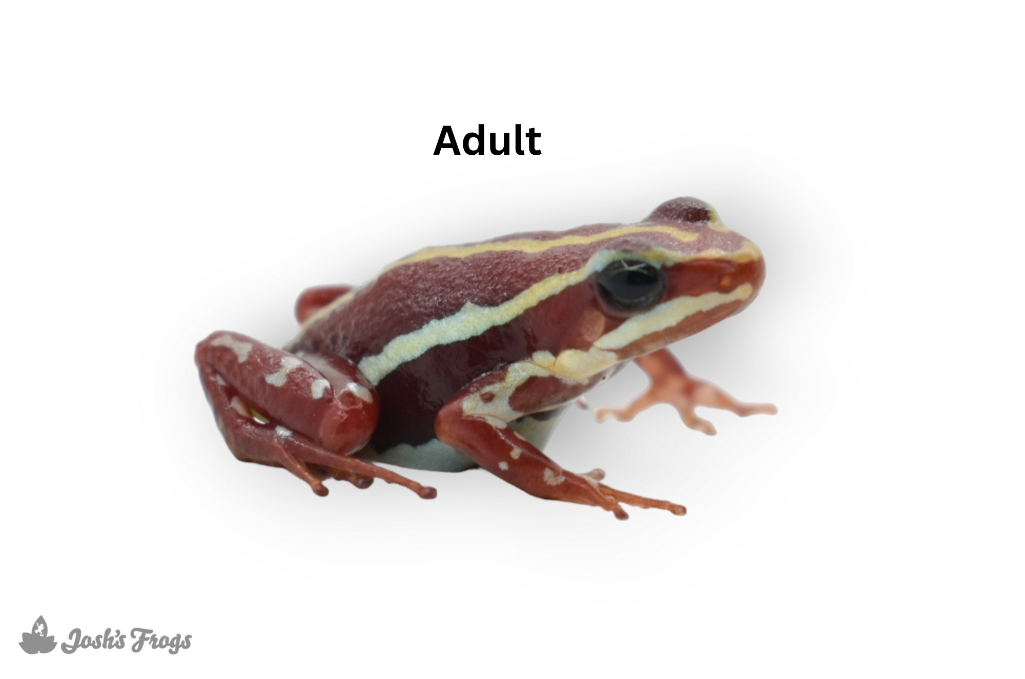 Epipedobates anthonyi 'Zarayunga' (Captive Bred) - Phantasmal Poison Dart Frog