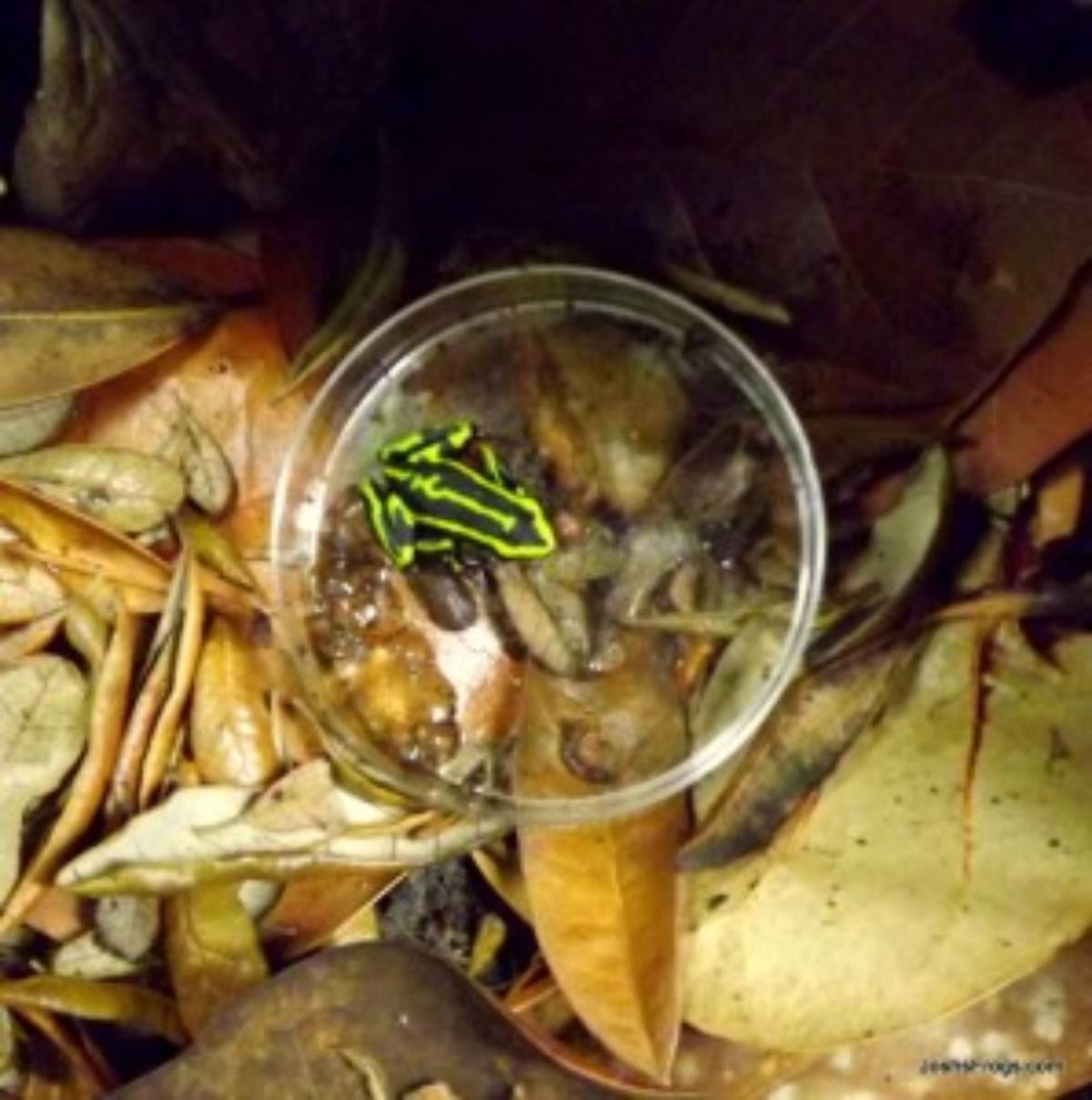 Epipedobates trivittatus; three striped poison frog