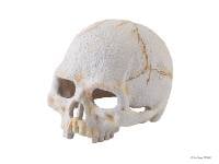 Exo Terra Primate Skull (Small)