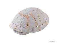 Exo Terra Tortoise Shell Fossil