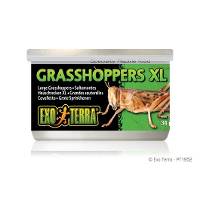 Exo Terra XL Grasshoppers (1.2oz)