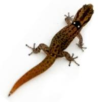 Hispaniolan Eyespot Dwarf Gecko - Sphaerodactylus difficilis diolenius (Captive Bred)