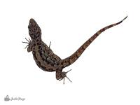 Eyespot Gecko - Gonatodes ocellatus (female)