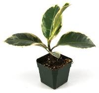 Ficus elastica 'Tineke Rubber Plant'