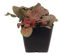 Fittonia verschaffeltii 'Red' - Nerve Plant