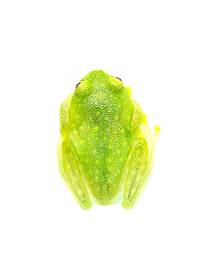 Fleischmann's Glass Frog - Hyalinobatrachium fleischmanni (Captive Bred CBP)