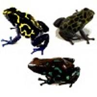 Dart Frogs for Smaller Vivaria