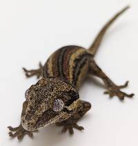 Gargoyle Gecko Stripe C040523