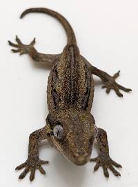 Gargoyle Gecko Aberrant Stripe  C060523