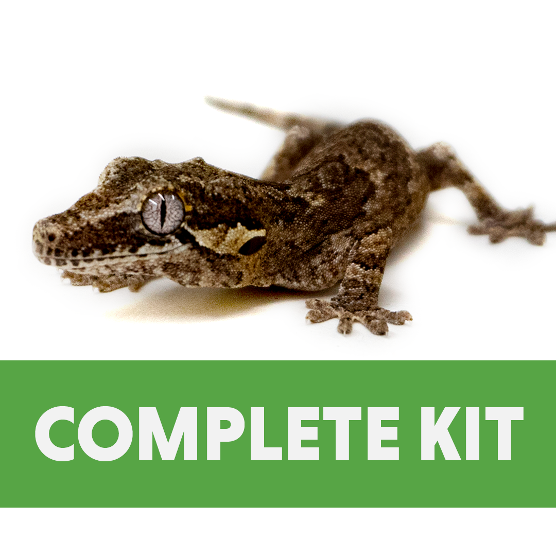 Gargoyle Gecko Complete Habitat Kit (18x18x24)