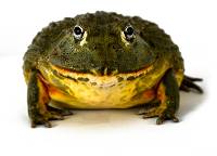 Giant Pixie Frog - Pyxicephalus adspersus (Captive Bred CBP)
