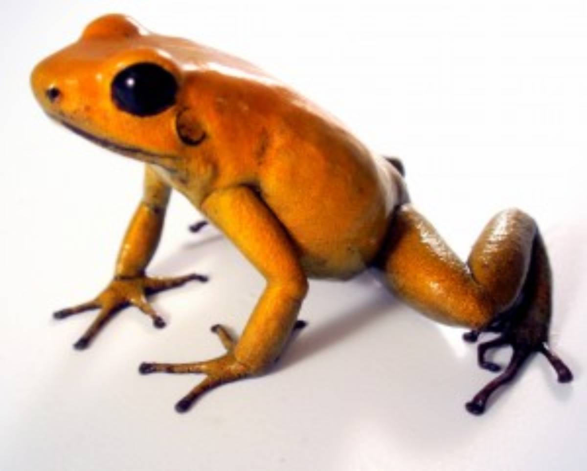Phyllobates bicolor 'Gold' poison dart frog