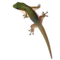 Gold Dust Day Geckos - Phelsuma laticauda laticauda (Captive Bred)