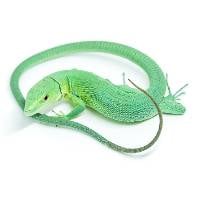 Green Keel-Bellied Lizard - Gastropholis prasina (Captive Bred)