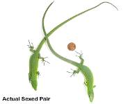 Green Keel-Bellied Lizard - Gastropholis prasina SEXED PAIR (Captive Bred)