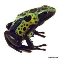 Dendrobates tinctorius 'Green Sipaliwini' TADPOLE - Dyeing Poison Arrow Frog