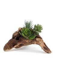 Pet-Tekk Habi-Scape Succulent on Driftwood (3")