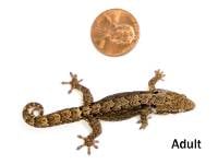 Hawaiian Mourning Gecko (Adult) - Lepidodactylus lugubris (Captive Bred)