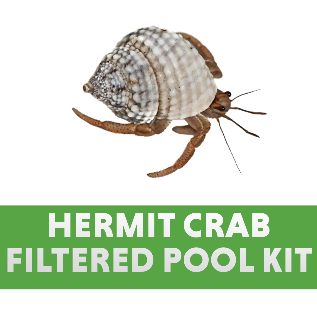 Josh's Frogs Hermit Crab Filtered Pool Kit (Large)
