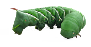 Feeder insect: hornworm