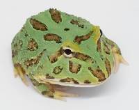 Peppermint Pac-Man Frog - Ceratophrys cranwelli (Captive Bred CBP)