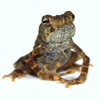 Yellow Spotted Climbing Toad - Rentapia flavomaculata (Captive Bred)