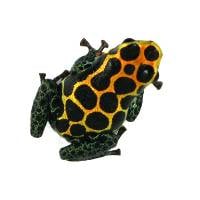 Ranitomeya imitator 'Chazuta' (Captive Bred) - Mimic Poison Frog