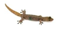 Indopacific Tree Gecko - Hemiphyllodactylus typus (Captive Bred)