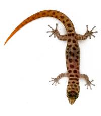 Island Least Gecko - Sphaerodactylus sputator (Captive Bred)
