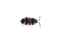 Porcellio scaber 'Pied' Isopods (10 count)
