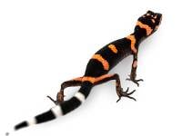 Japanese Cave Gecko - Goniurosaurus orientalis (Captive Bred)