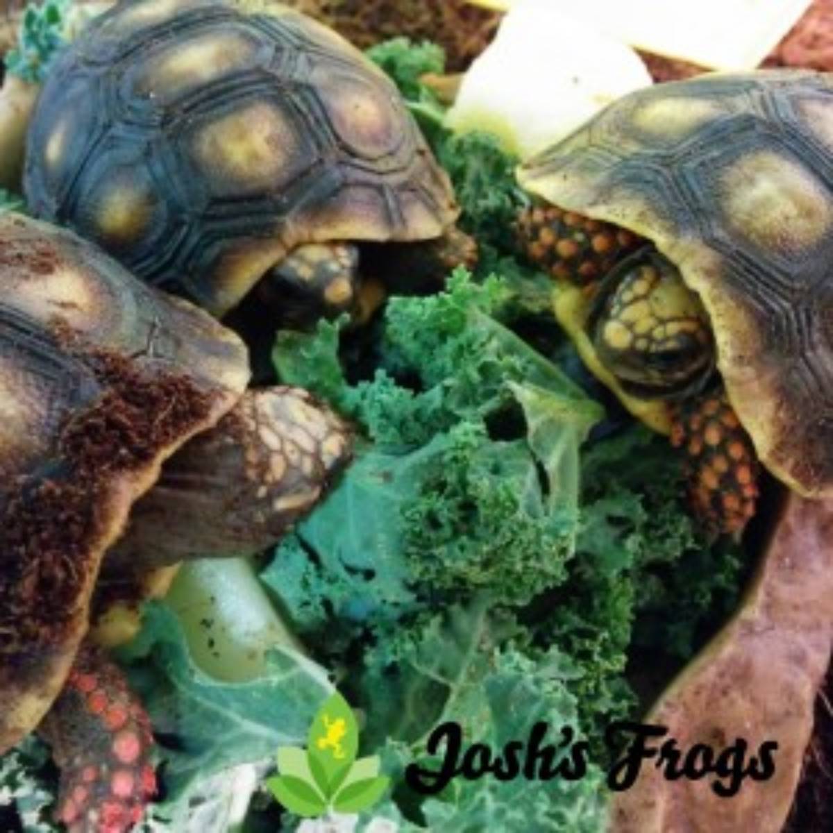 Josh's frogs red foot tortoise babies eating greens