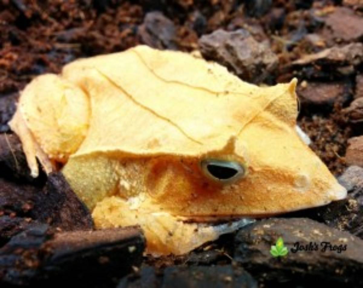 Josh's frogs solomon island leaf frog breeder orange male