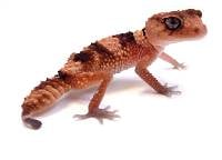 Rough Banded Knob-Tailed Gecko - Nephrurus wheeleri cinctus (Captive Bred)