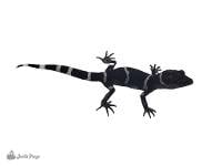 Kume Cave Gecko - Goniurosaurus yamashinae (Captive Bred)