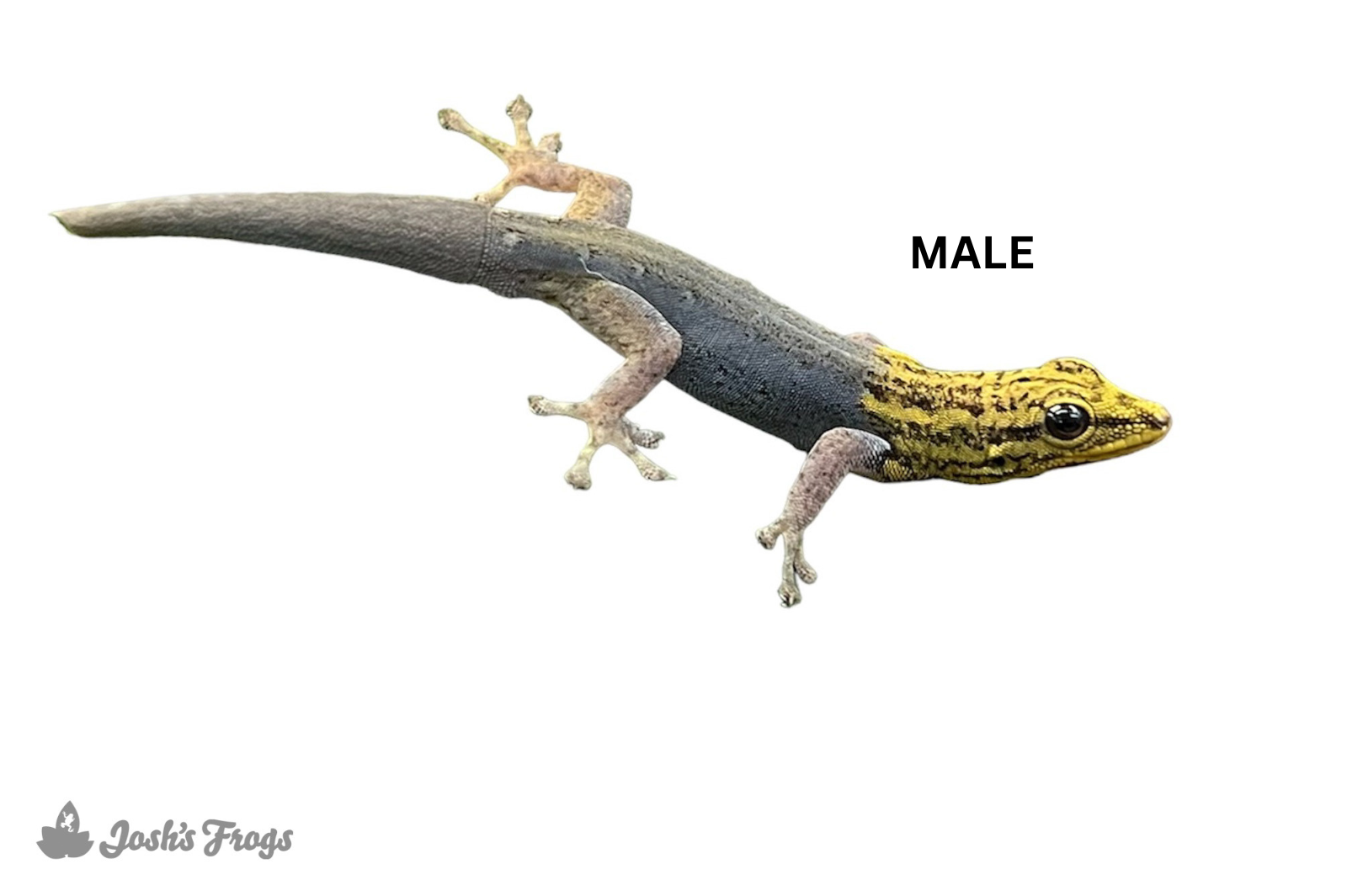 Painted Dwarf Gecko - Lygodactylus picturatus (Captive Bred)